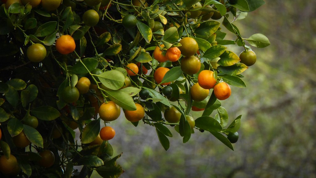 5197官网|中国有限公司-Baidu百科NO.1